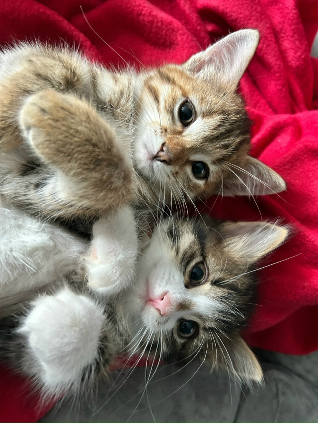Отдам котят в добрые руки 😌
К лотку приучены, возраст 1...