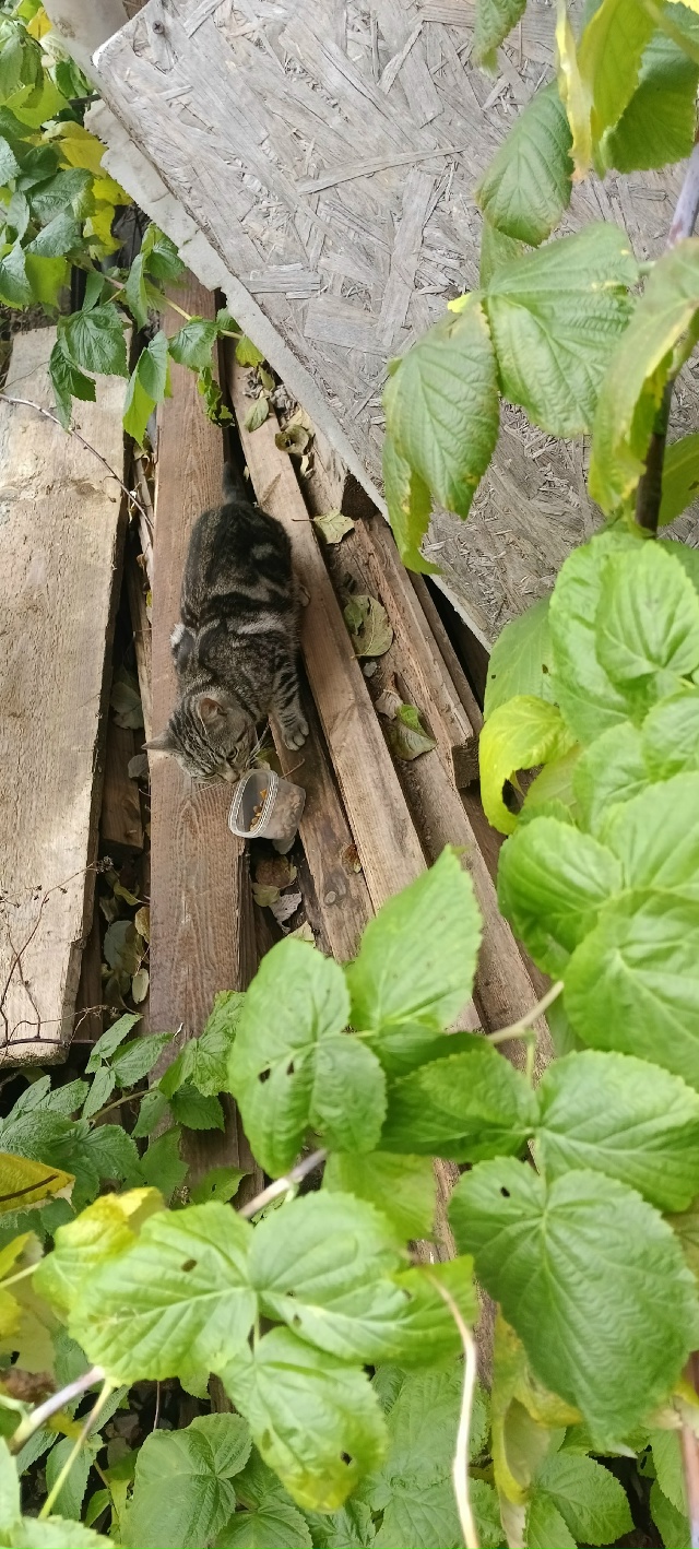 Кто потерял кота, советская 15!!!
Страшно такого кота ост...