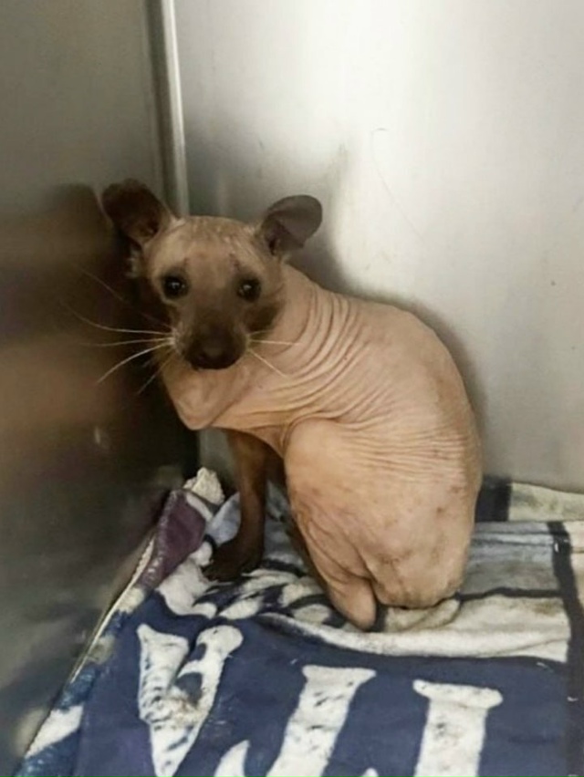 Внимание, редкие кадры: так выглядит енот, полностью по...