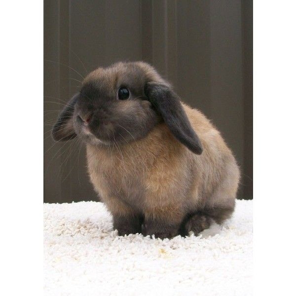 Где можно купить таких кроликов породы минилоп?