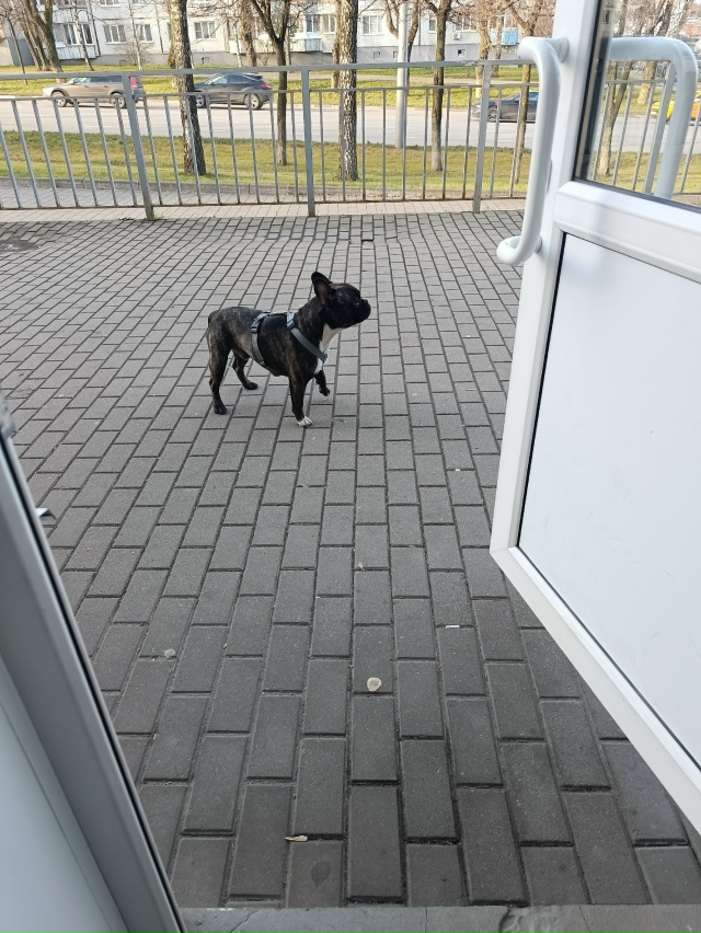 Потеряшка бегает на Октябрьской 97 возле Сбербанка. Зов...