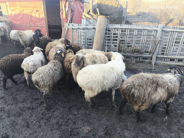 Продам баранов 3 куркара
19 овец 3 ягненка
Тел.+7 951 034-00-28