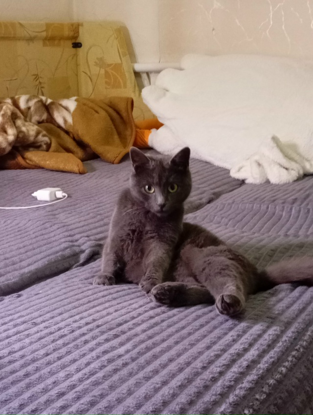 Приблудилась кошечка. Видно что ухоженная, домашняя. Р?...