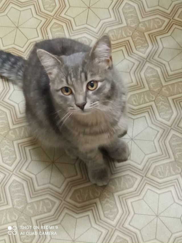 Опять пропал котейка.помогите . может кто прибрал?