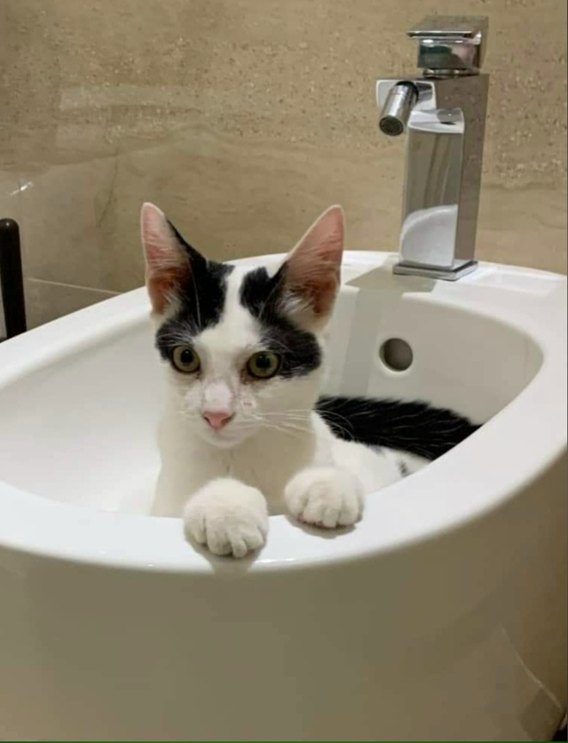 #Безкота_добро
Спасли котея из двигателя автомобиля. З...