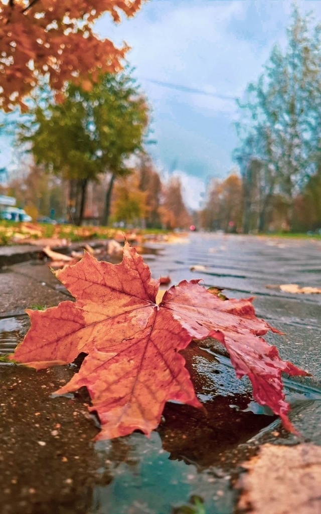 Осеннее Брагино 🍁 Ярославль ❤
📷 Мария Гребеньщиков?...