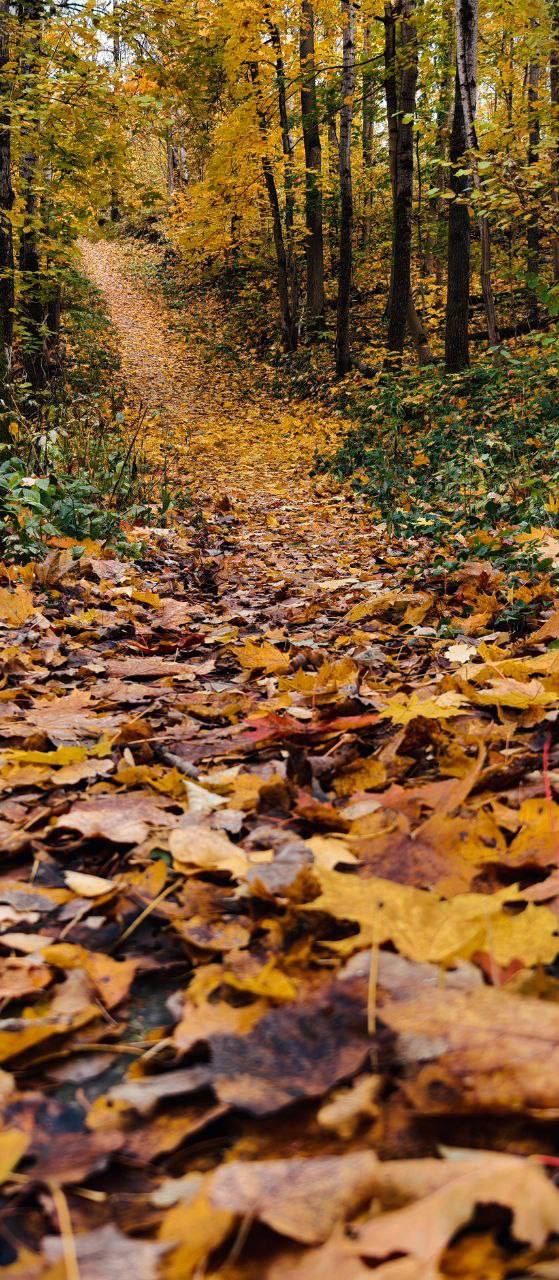 Чудесные осенние пейзажи нашей области