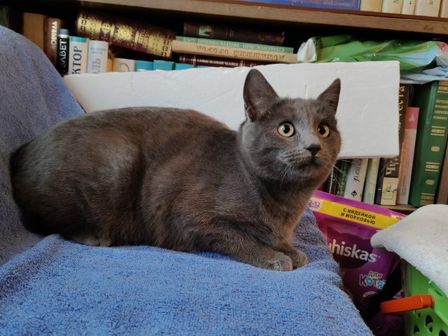 Помогаю информационно. На участке у пожилой женщины по...