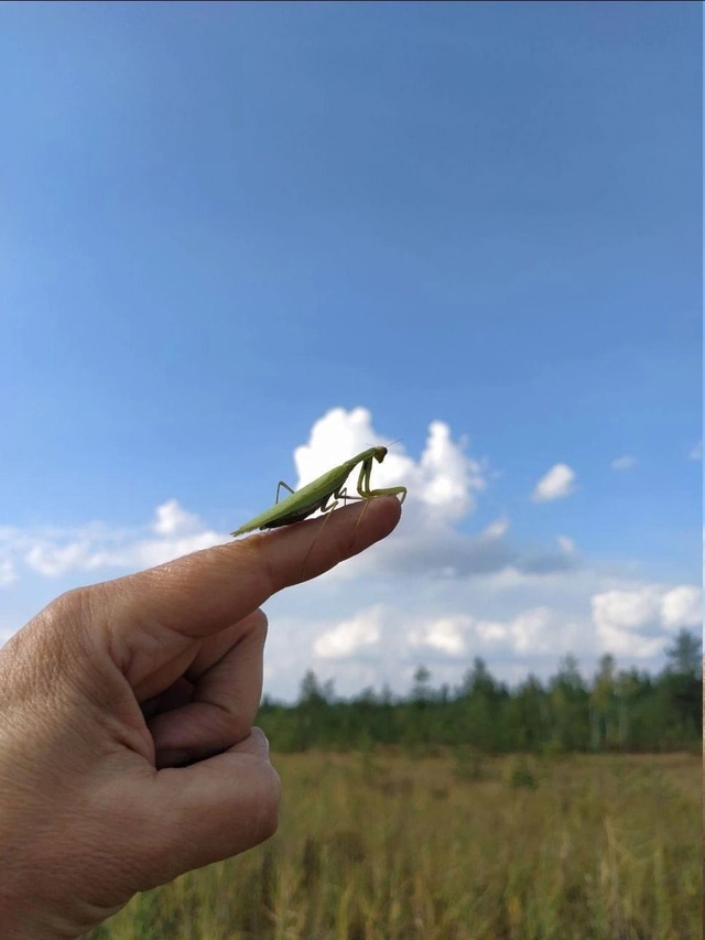 Зелёный богомол из Раменского! 🦗
