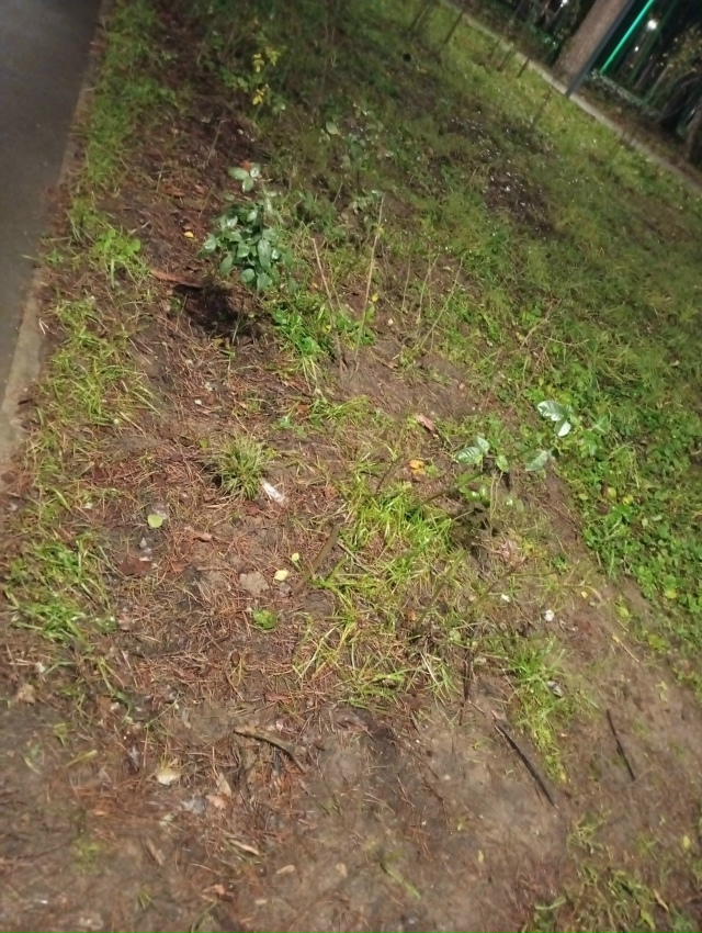 Розы, посаженные при благоустройстве детского городка...