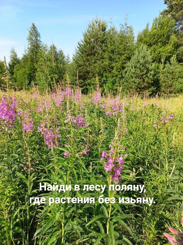 Приготовление Иван-чая,
он же Кипрейный, он же Копорски...