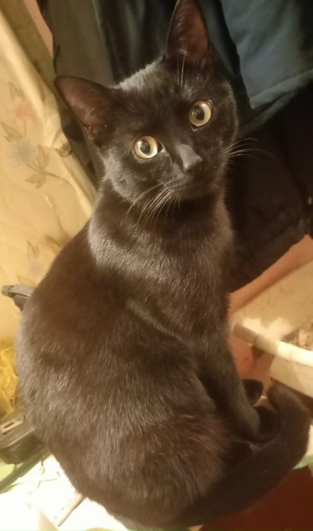 Пропал кот чёрный в районе Дубовской, просьба кто виде?...