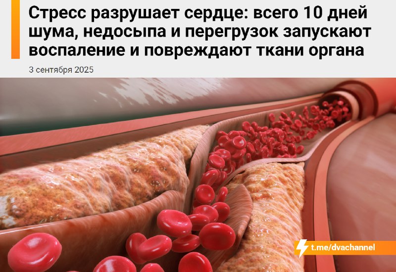 ❗️Стресс разрушает сердце: уже через 10 дней шума, недосыпа и перегрузок начинаются воспаление и пов