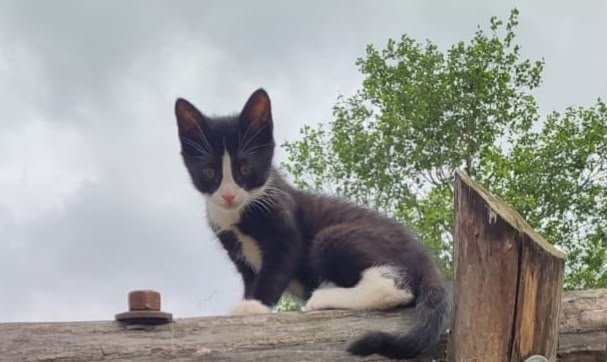 Потерялась кошечка в районе Волгоградской, если есть к...