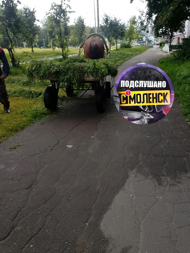 🍀Импортозамещение в Смоленске дошло и до покоса трав?...
