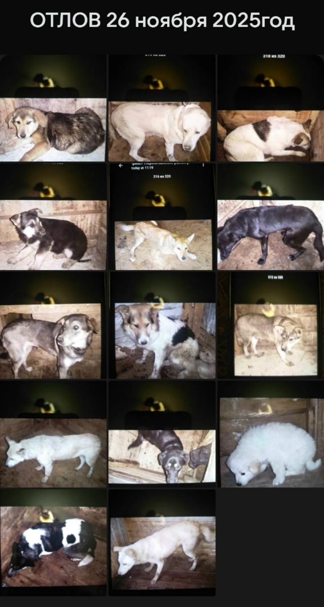 Всем добрый день, у кого пропали собаки, прошу обращать...