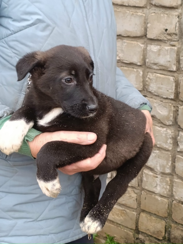 Мальчики в добрые руки. Выживают на улице.
Привезём
+791...