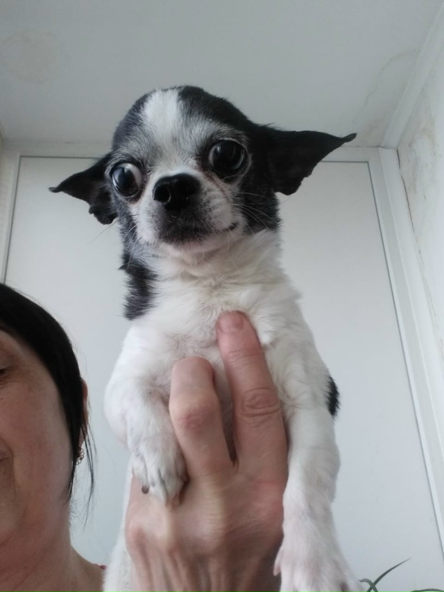 Потерялся вечером 8 окрября, район ул. Больничная /ул. Т?...