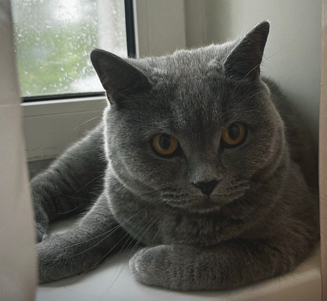 Друзья пожалуйста помогите найти кота!!!Потерялся по а?...