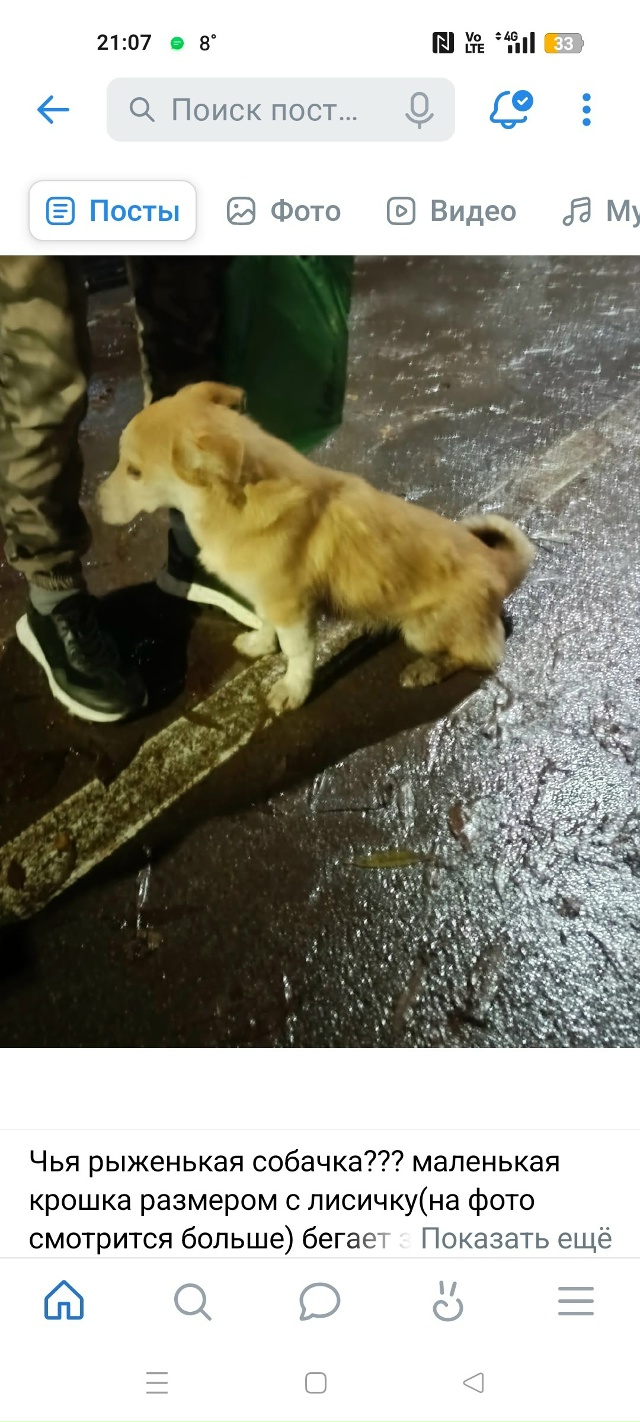 Чья рыженькая собачка??? маленькая крошка размером с ли...