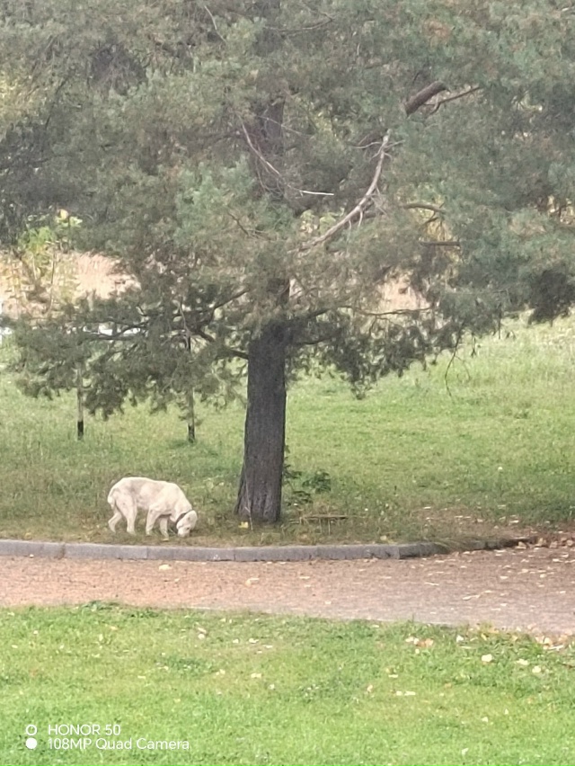 Щурово, Красноармейская 100-городок, гуляет Алабай. Кто ?...