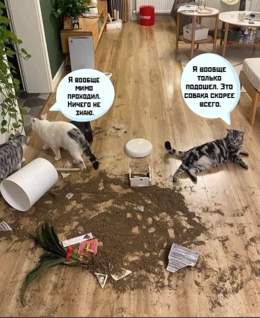 Виновата собака😃