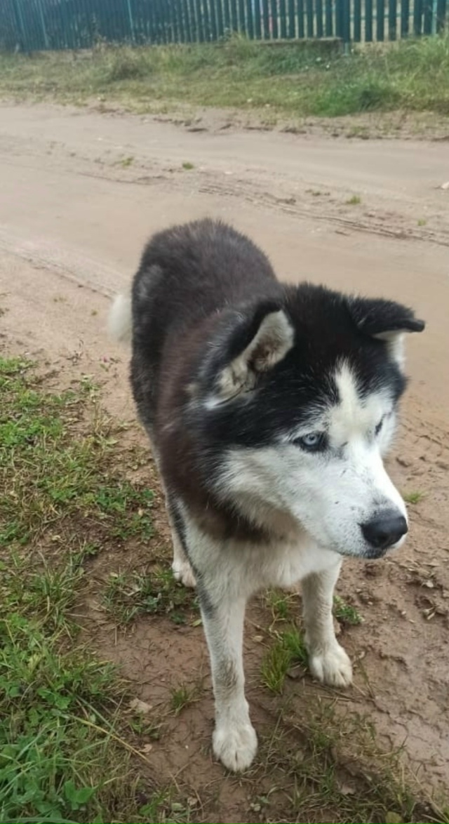 Пропала собака. Отзывается на кличку 