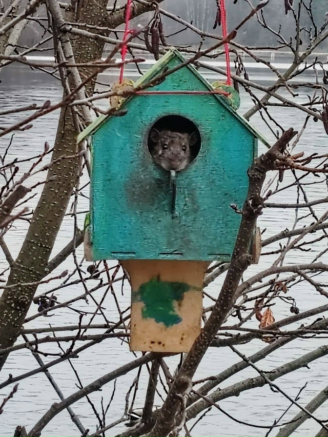 В Алексеевской роще в кормушке заметили существо, кото...