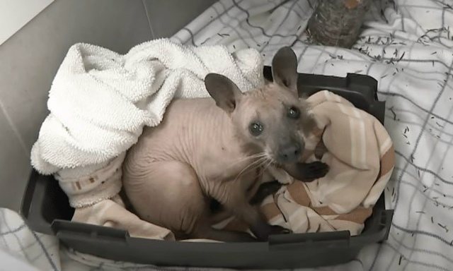 Внимание, редкие кадры: так выглядит енот, полностью по...