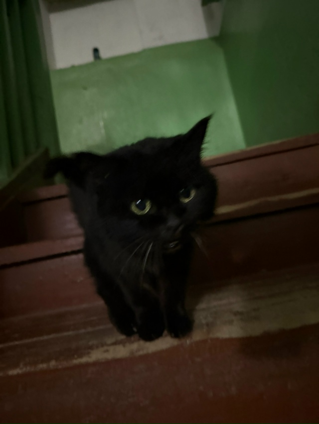 Чей потеряшка? Видно, что котёнок домашний с ошейником....