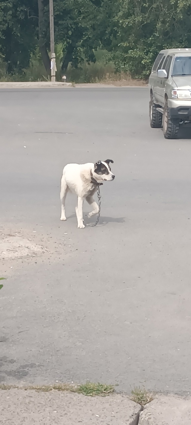 Второй день ходит собака с цепью на конечке Уральской. ...