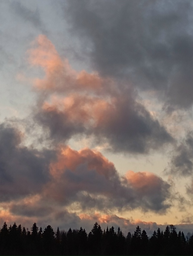 В ноябрьском закате - вся палитра уходящей осени...(25.11.25...