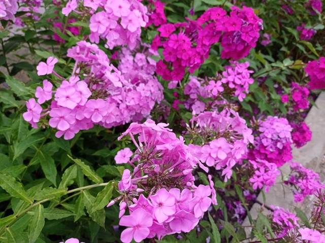 🌸Цветник возле 