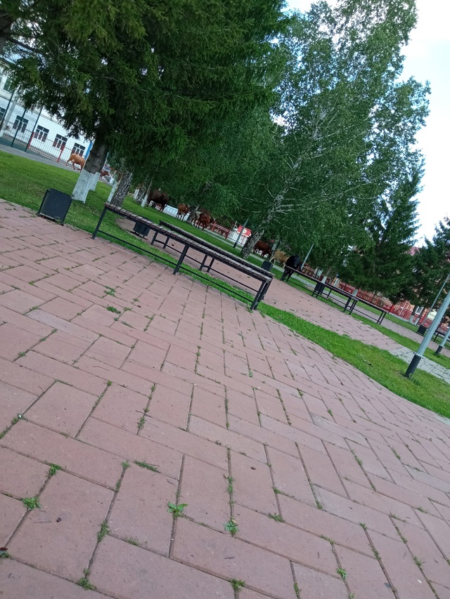 Чьи коровы снова по центру ходят? Все-таки детская площ...