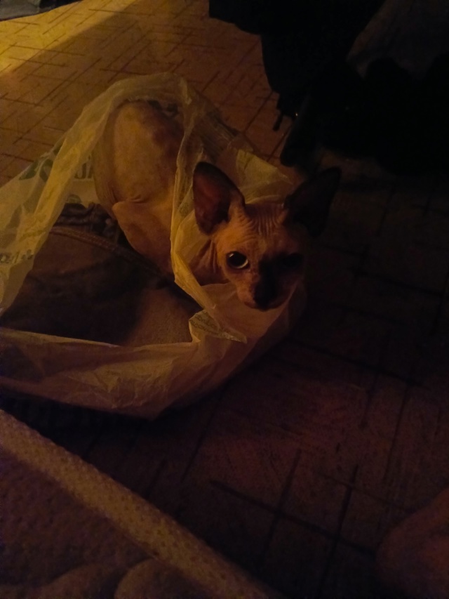 Всратыш Агата. Любит шуршать пакетами, кусаться и спат?...