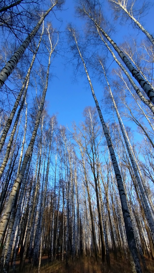 11.11.25г.
побольше бы таких дней, ясных, ярких и красивых!!!...