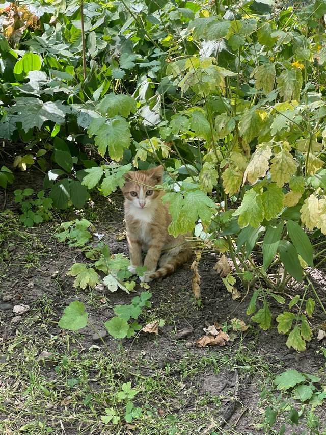 Умоляю,отдельным постом
Крик души!Маленький котёноче?...