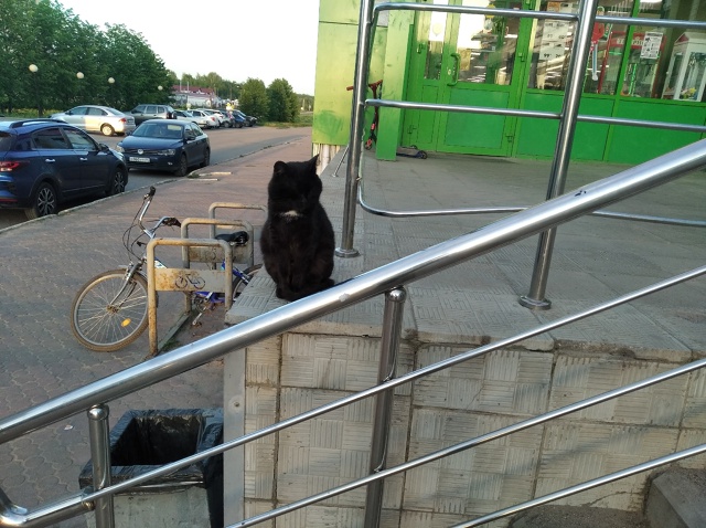 Этот возрастной черный кот с белым пятнышком на шее по...