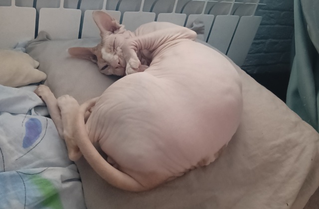 Это мой сын, Оливер
Он немного глупенький, но очень лас...