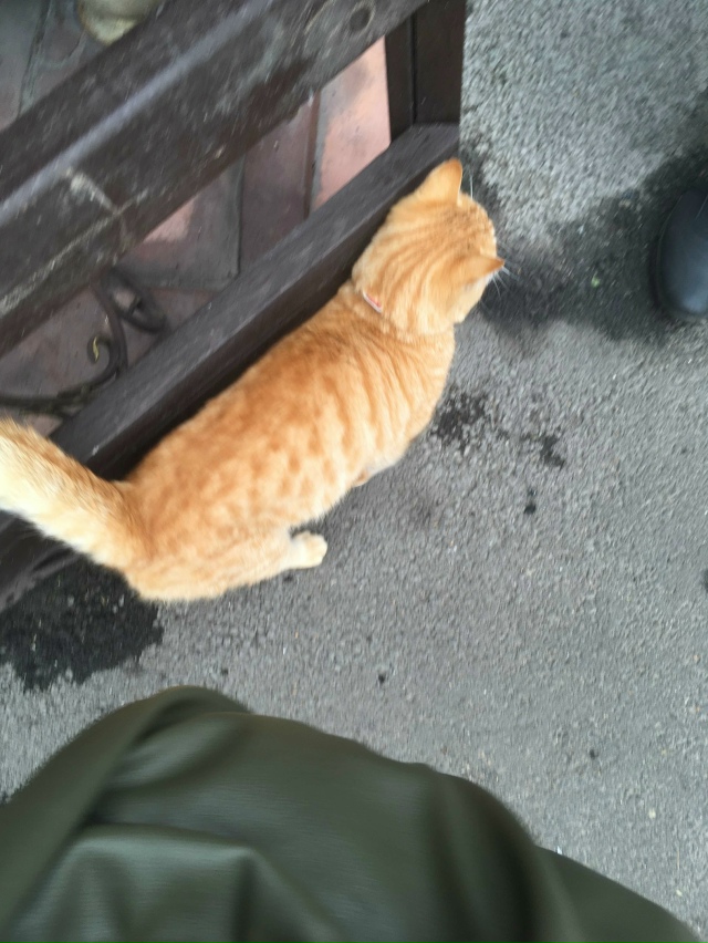 К нам в кафе Огонёк снова подкинули котика из Разгуляя,...