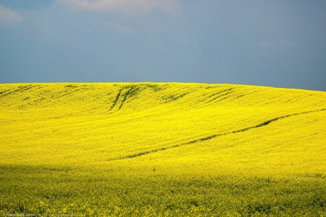 Шикарные поля в Кунгурском районе 😍
📸 Алексей Сычев