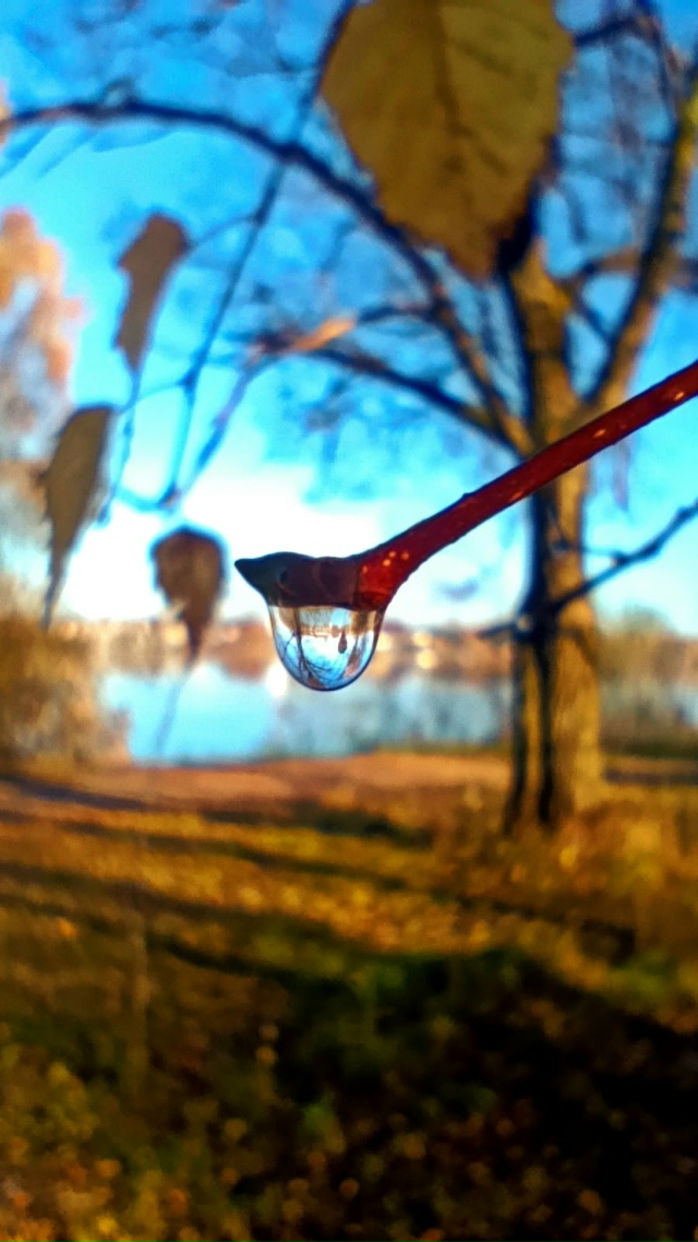 Осенняя Павловская роща🍂