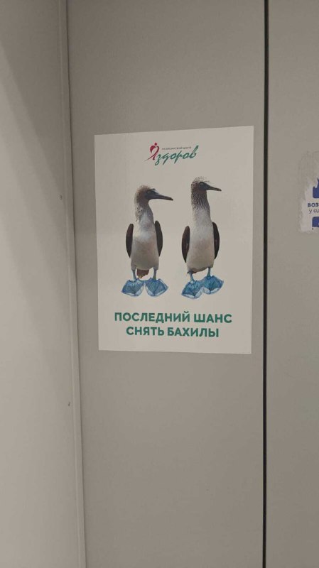 В одной из больниц повесили весьма необычный постер. И да на картинке изображены бакланы