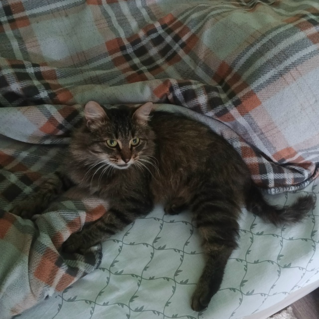 На Энергетиков, д. 2 появился молодой котик, на вид меся...