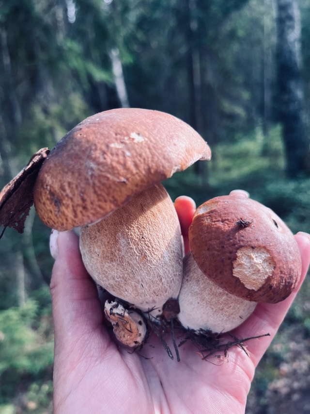Делитель своими находками ❤