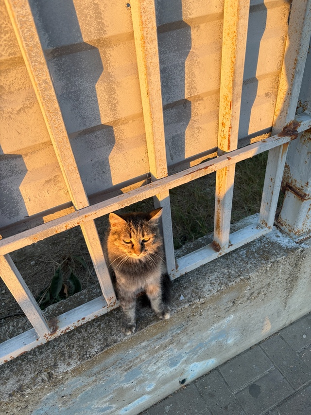 Анапские коты
#котоохота