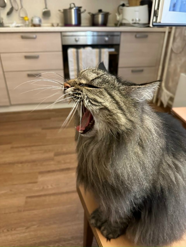 Подборка зевающих хвостиков 🥱🐈‍⬛🐈