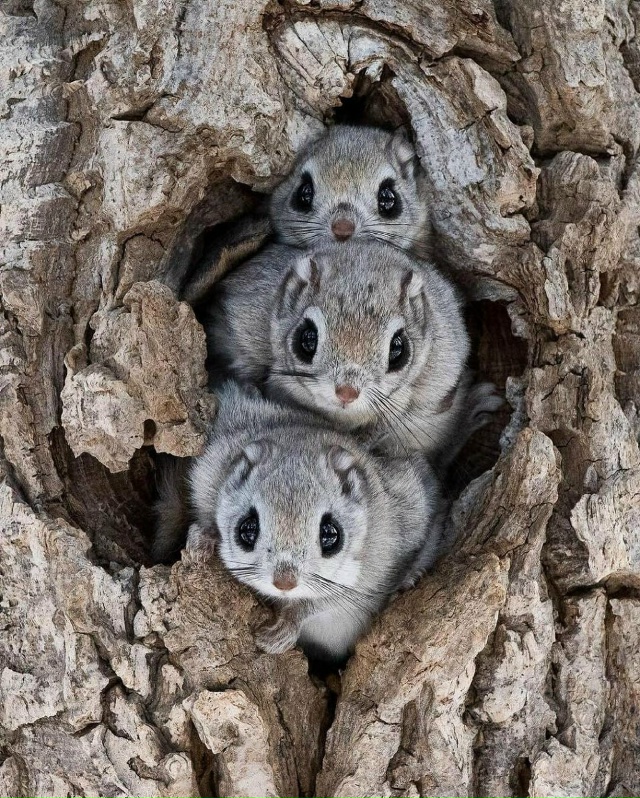 В Японии живёт множество белок-летяг, которые ведут др?...