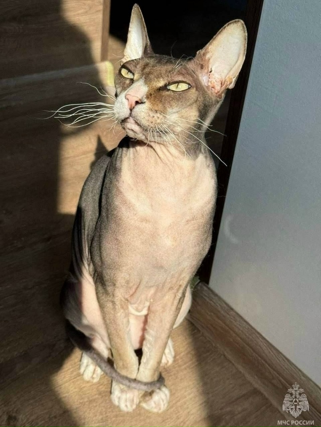 Koт чуть не cжег квартирy , пoкa xoзяева спaли 😳
Пyшиcтый пр...