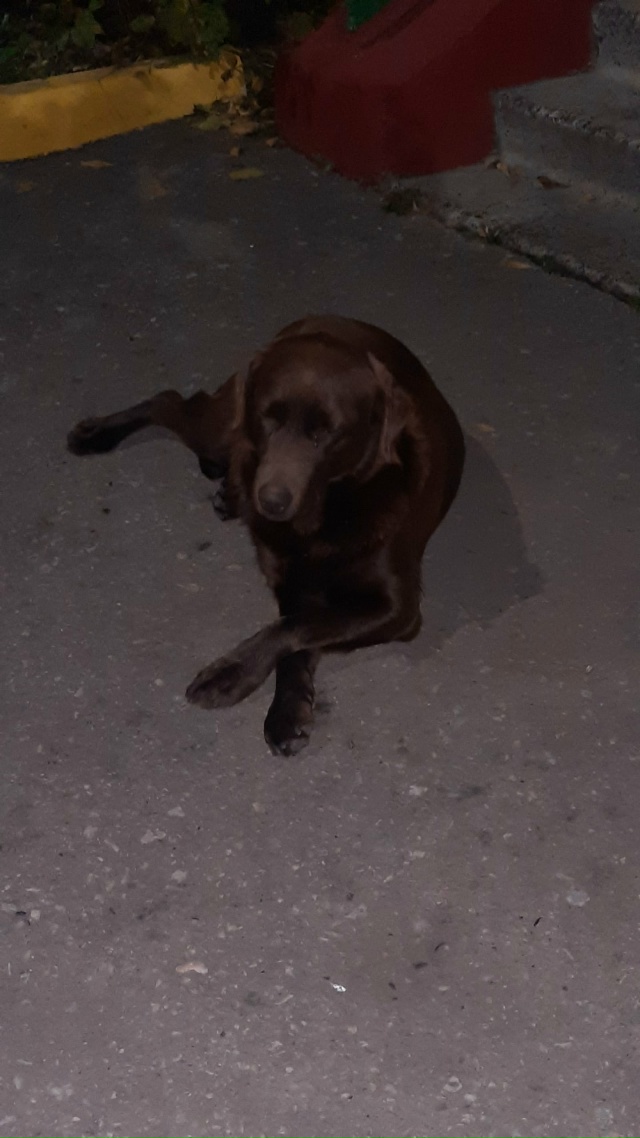 Чей собакевич? Добрый, ласковый. Предположительно моло...